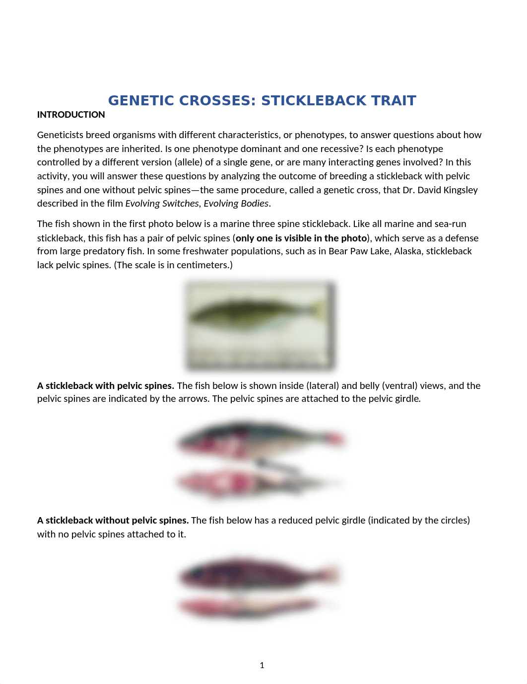 Stickleback Genetics Lab Handout (7) (1).docx_dmvnuxjcs0y_page1