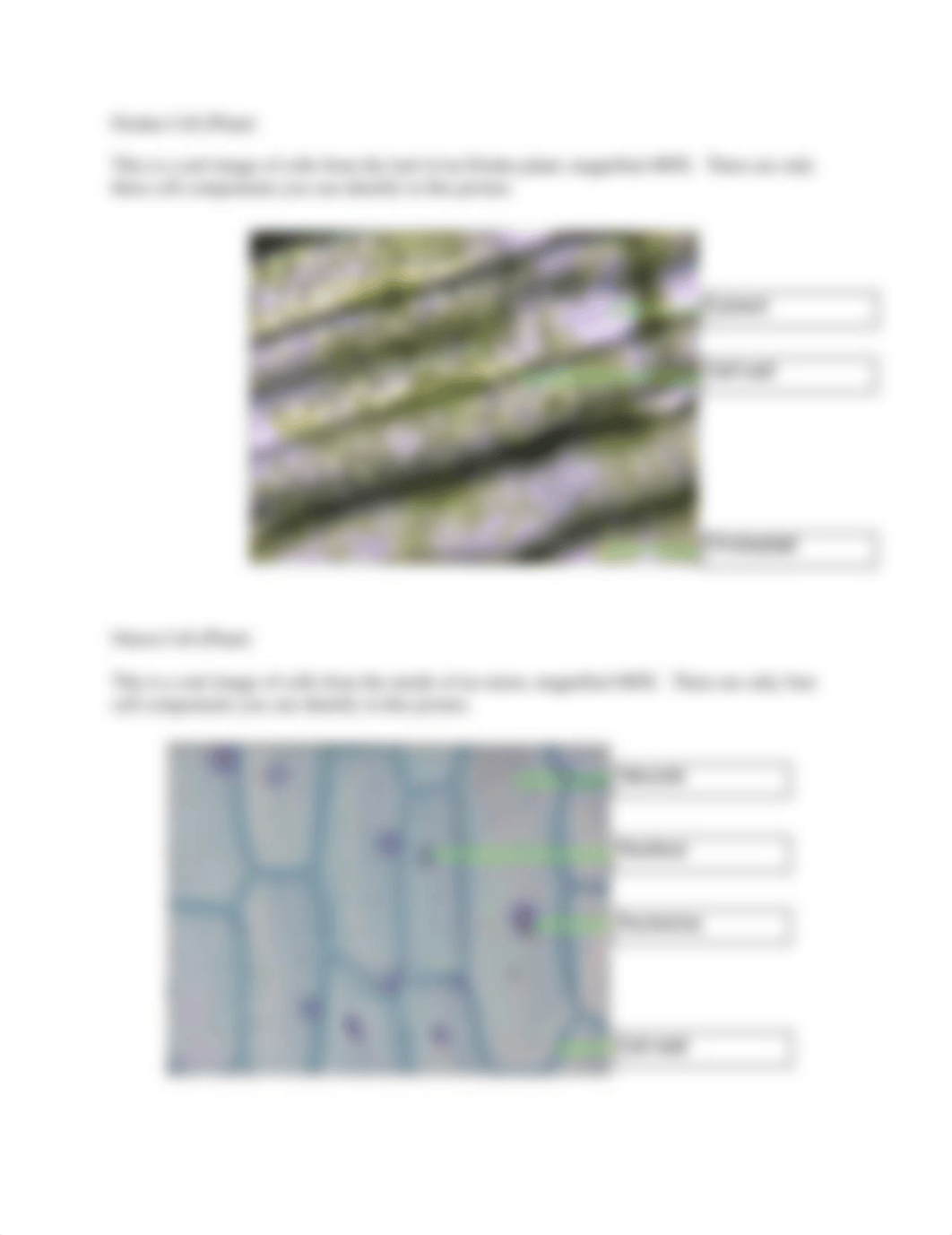 Cell Anatomy Worksheet.pdf_dmwp4yj4bh9_page3