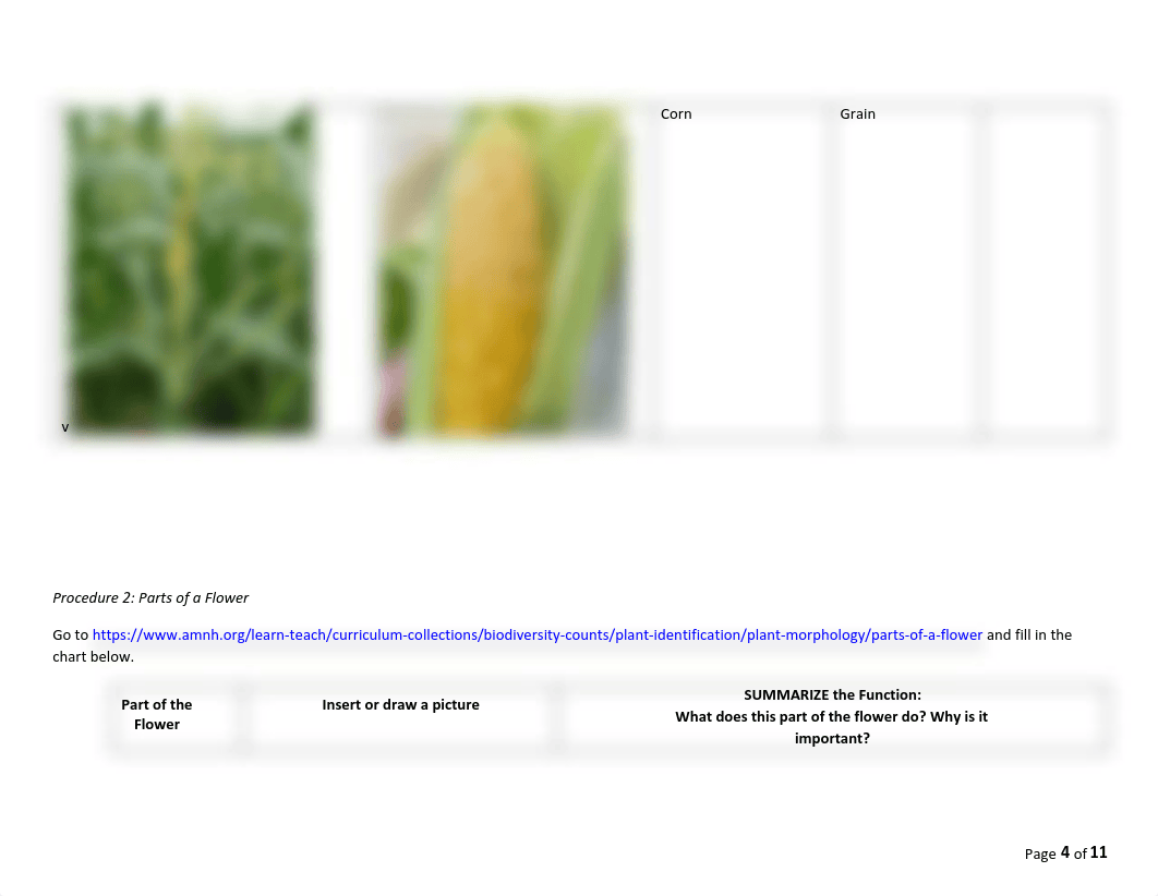 Plants and flowers lab .pdf_dmwtwjgs1jp_page4