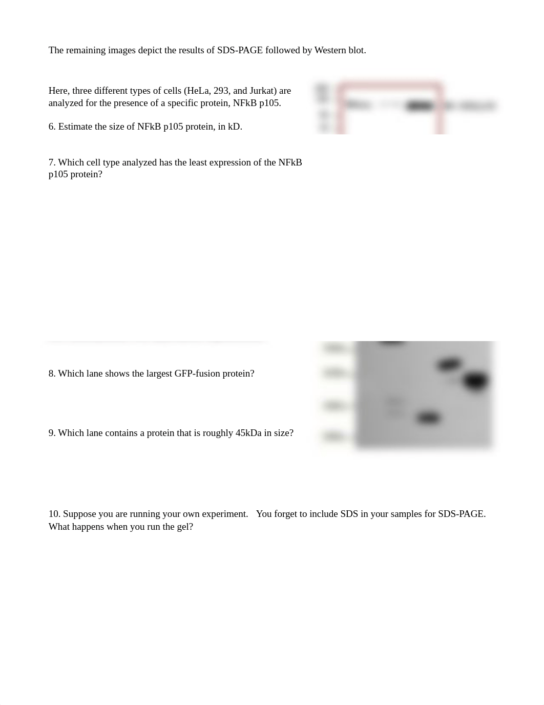 3 Gel Electrophoresis Activity (1).docx_dmx0kib9s1o_page2