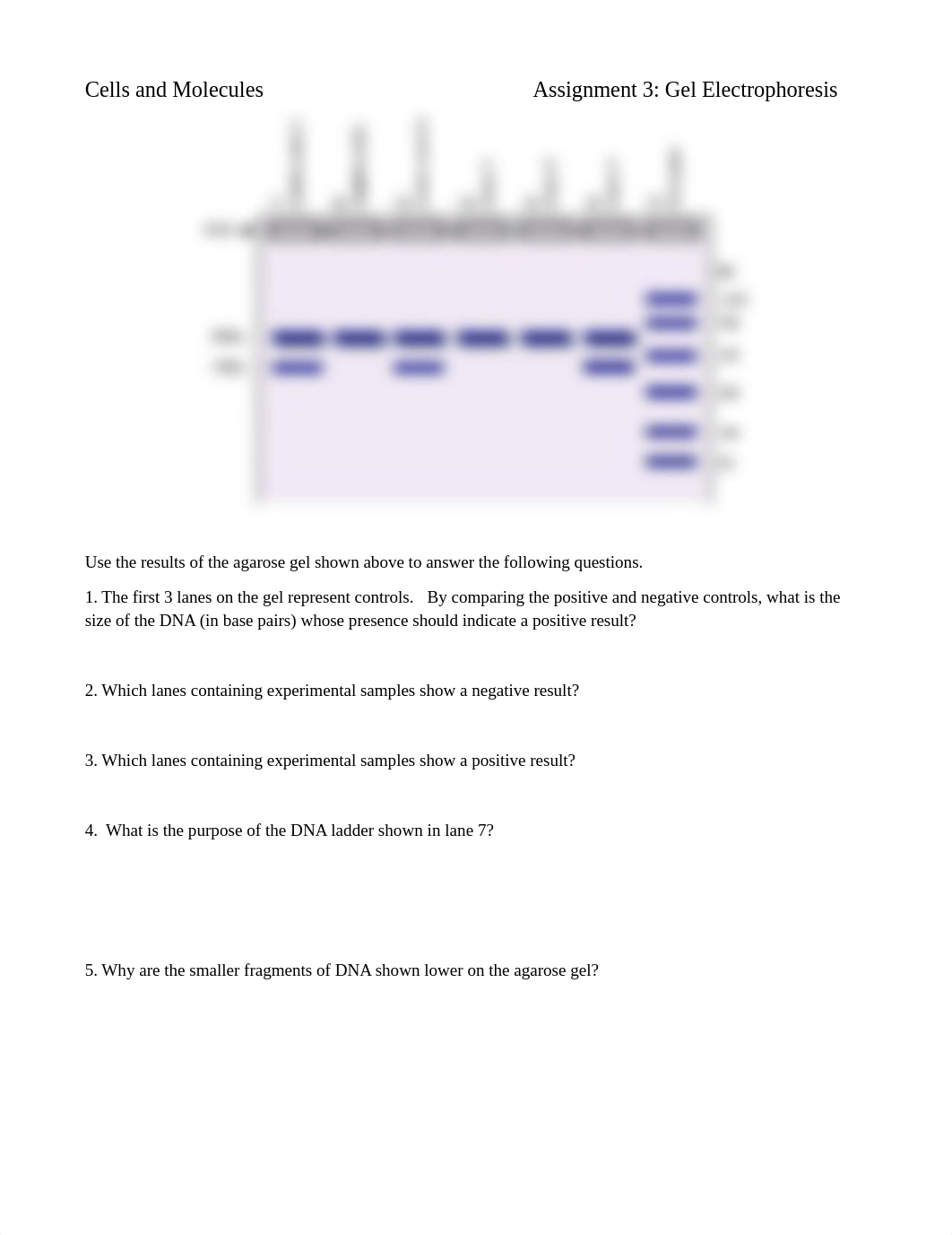 3 Gel Electrophoresis Activity (1).docx_dmx0kib9s1o_page1