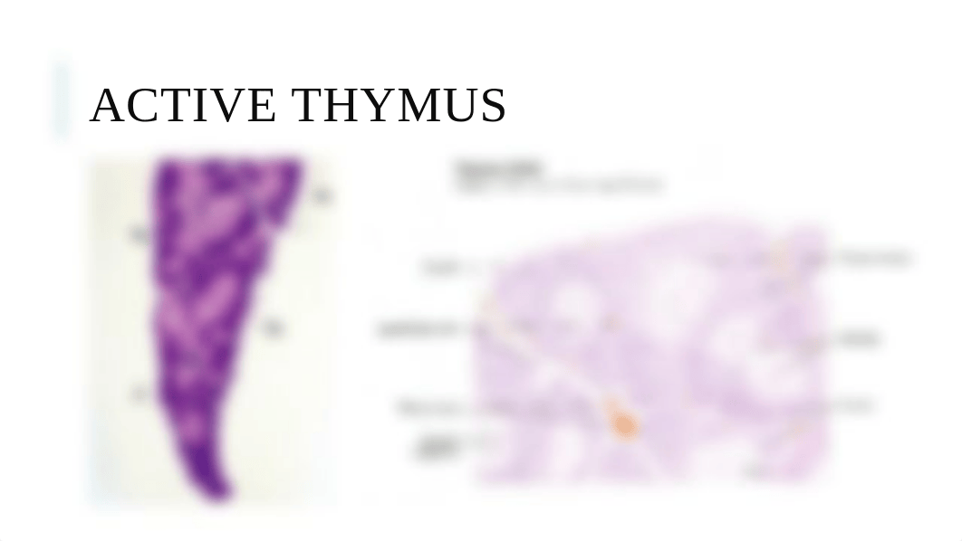 Histology Organ ID list_dmxz63b8ayd_page4