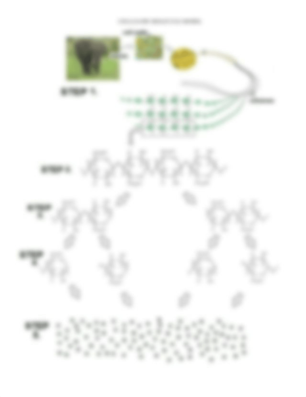 Kami Export - Elephant Digestion with cellulose.pdf_dmyd1tdci7q_page3