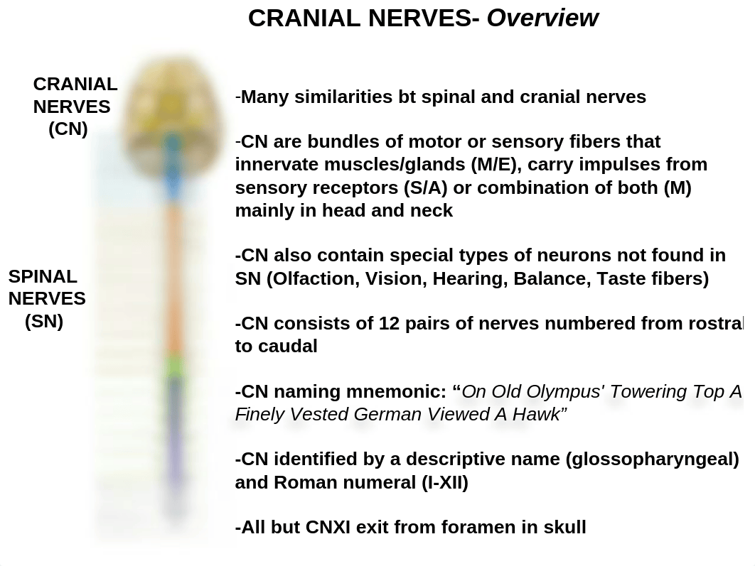 ANAT 2647 Cranial Nerves COMPREHENSIVE Review_dmydojefbr9_page2