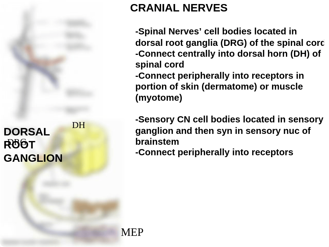 ANAT 2647 Cranial Nerves COMPREHENSIVE Review_dmydojefbr9_page5