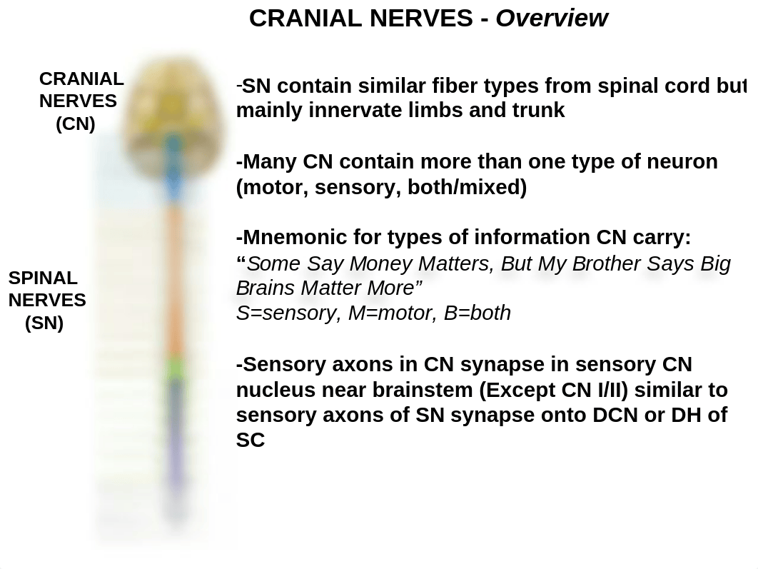 ANAT 2647 Cranial Nerves COMPREHENSIVE Review_dmydojefbr9_page4