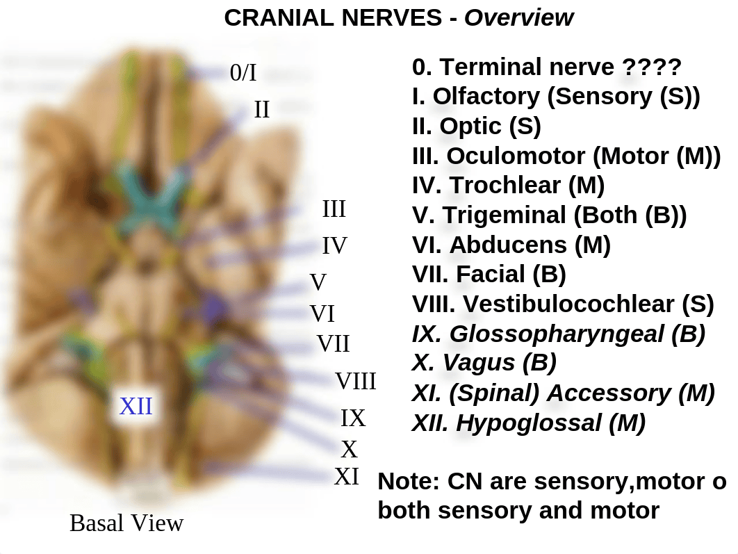 ANAT 2647 Cranial Nerves COMPREHENSIVE Review_dmydojefbr9_page3