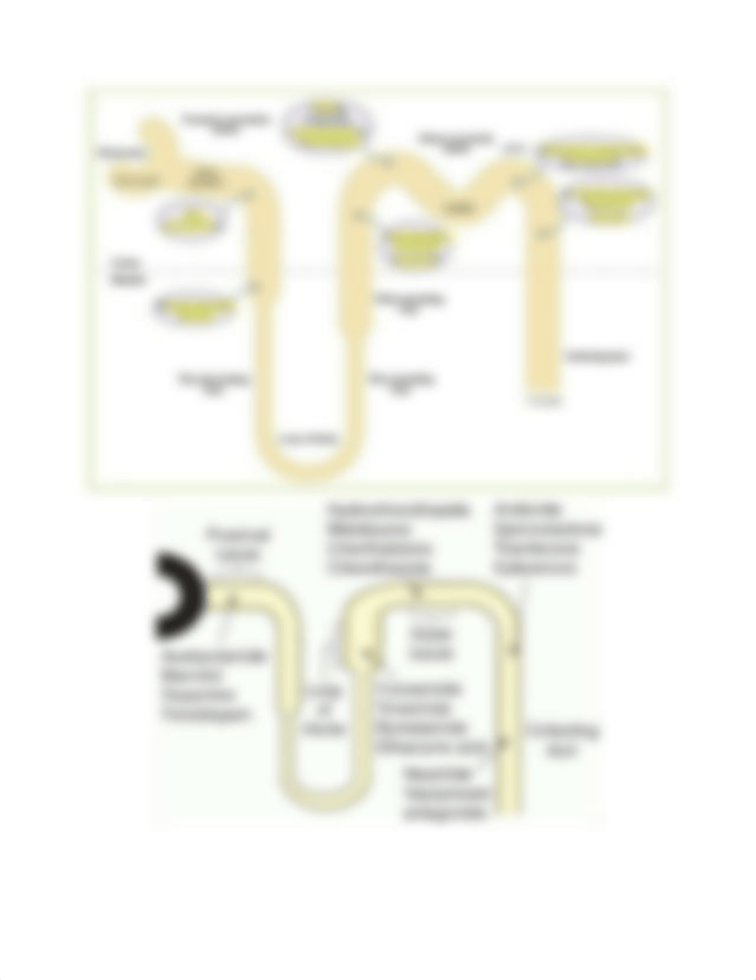 Diuretic - renal course point.pdf_dmyop2ta8um_page2