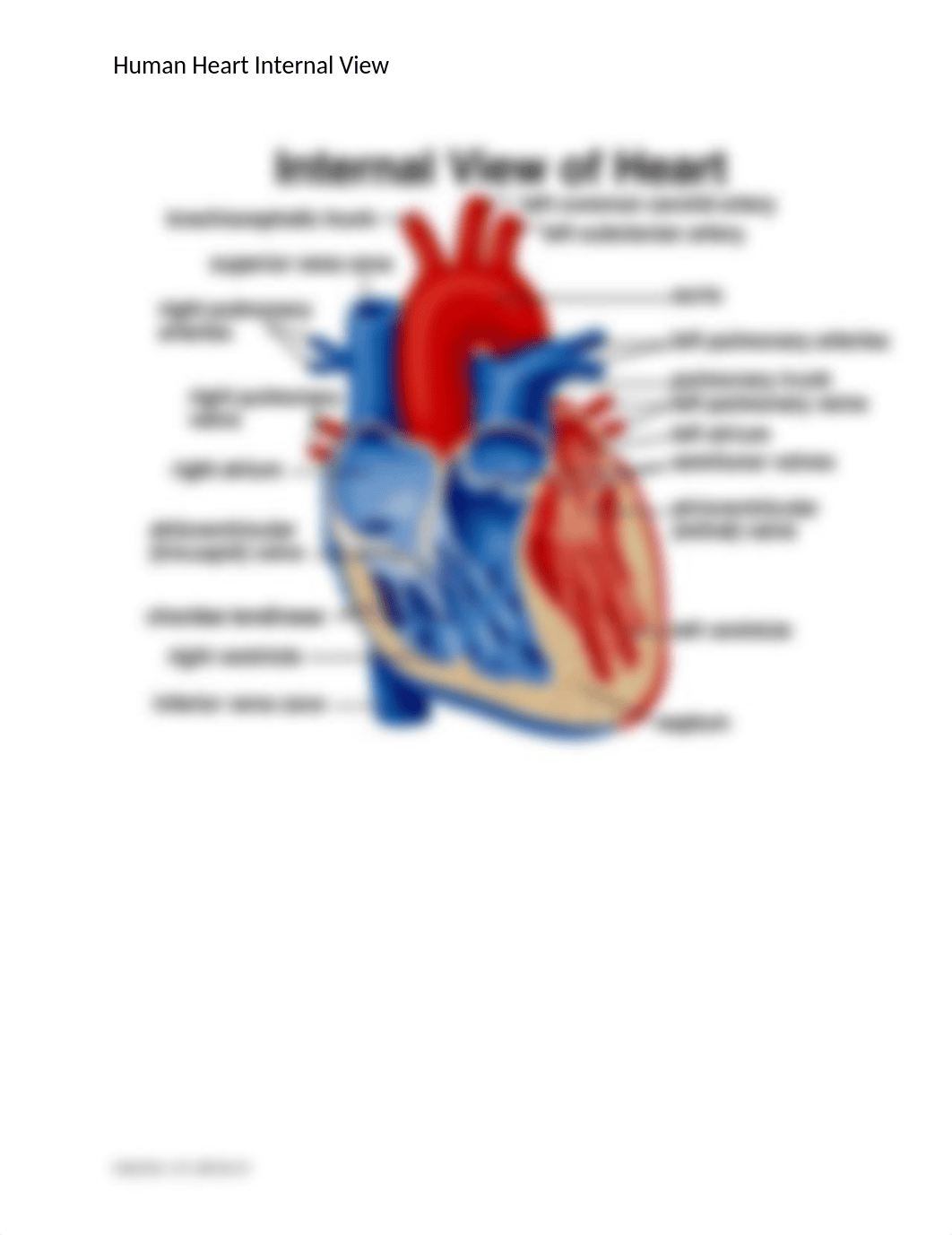 Human Heart Internal View.docx_dmyvdo6ycmj_page1