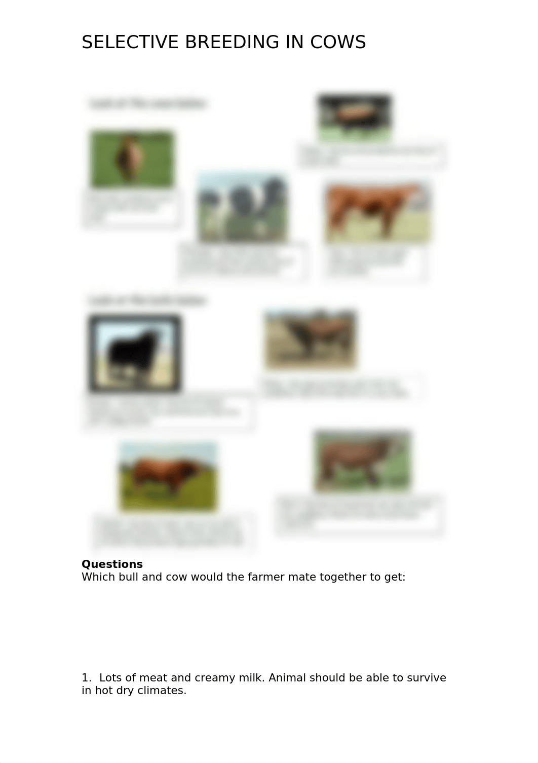 Selective-Breeding-in-Cows- Maitha Alzarooni.docx_dmyzo7lp6kg_page1