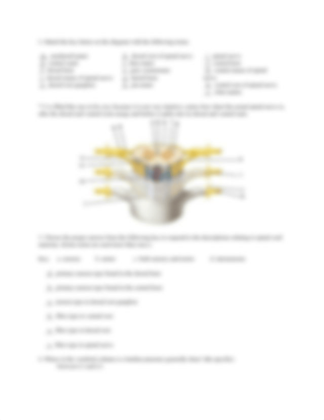 Exercise 19 - The Spinal Cord and Spinal Nerves.docx_dmzm4574kbh_page2