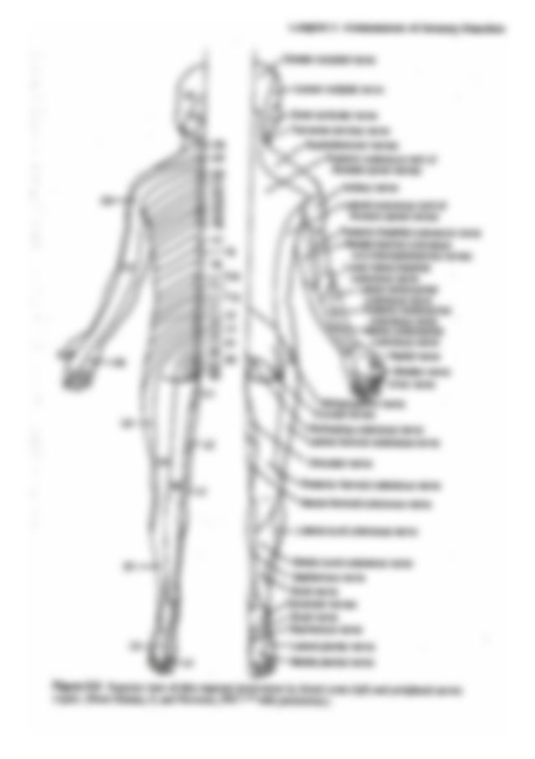 Dermatomes Post View.jpg_dmztahsqzn0_page1