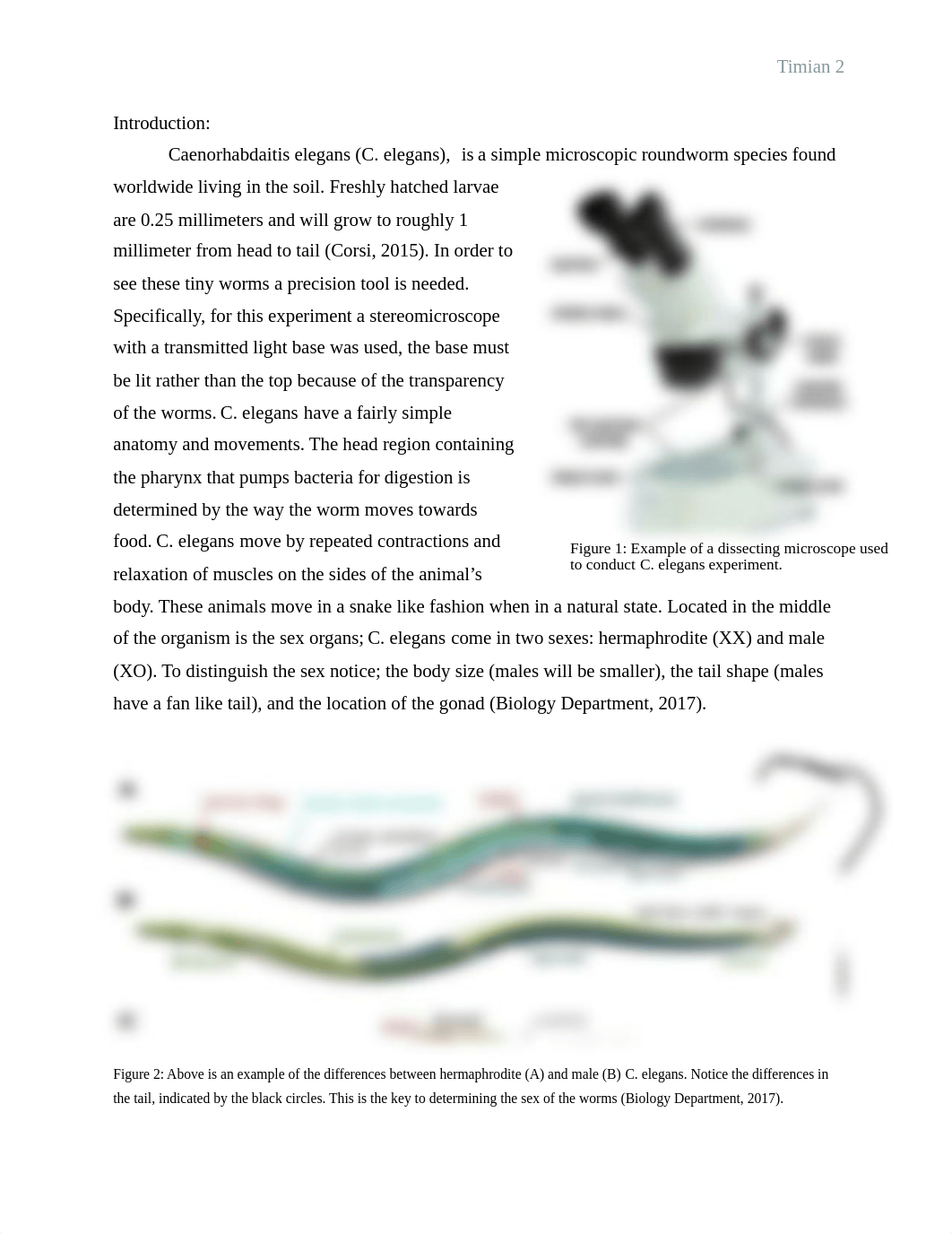 Lab Report Worm Lab- Ashley Timian.docx_dmzvsp2sysw_page2