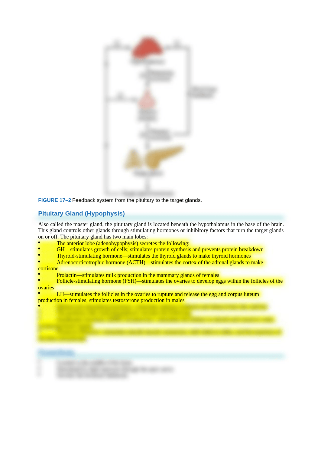 Chapter 17 Endocrine.docx_dn0ce6c9klm_page2