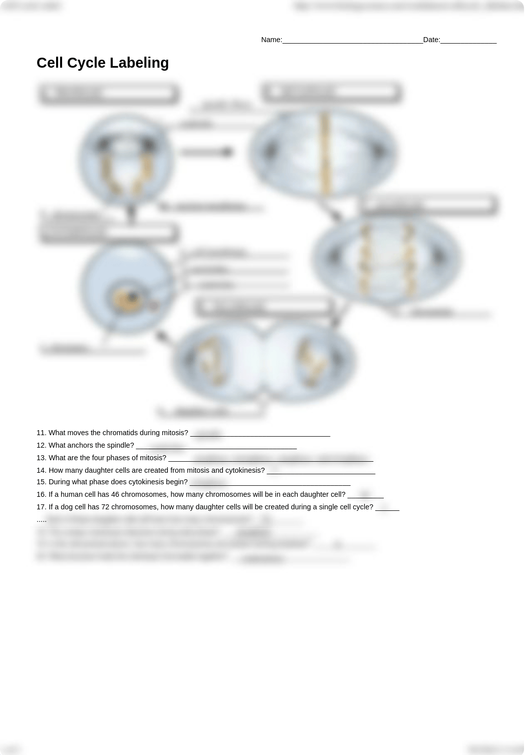 Kami_Export_-_Andrea_Aguilar_Mejia_-_Cell_Cycle_Label.pdf_dn0jycetxte_page1