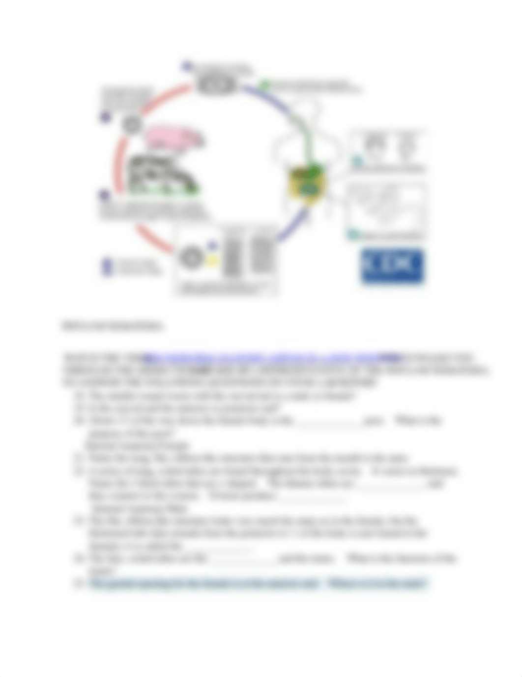 BIO110_M10_Animalia_Lab_Activity.docx_dn0l4mdcnkq_page4