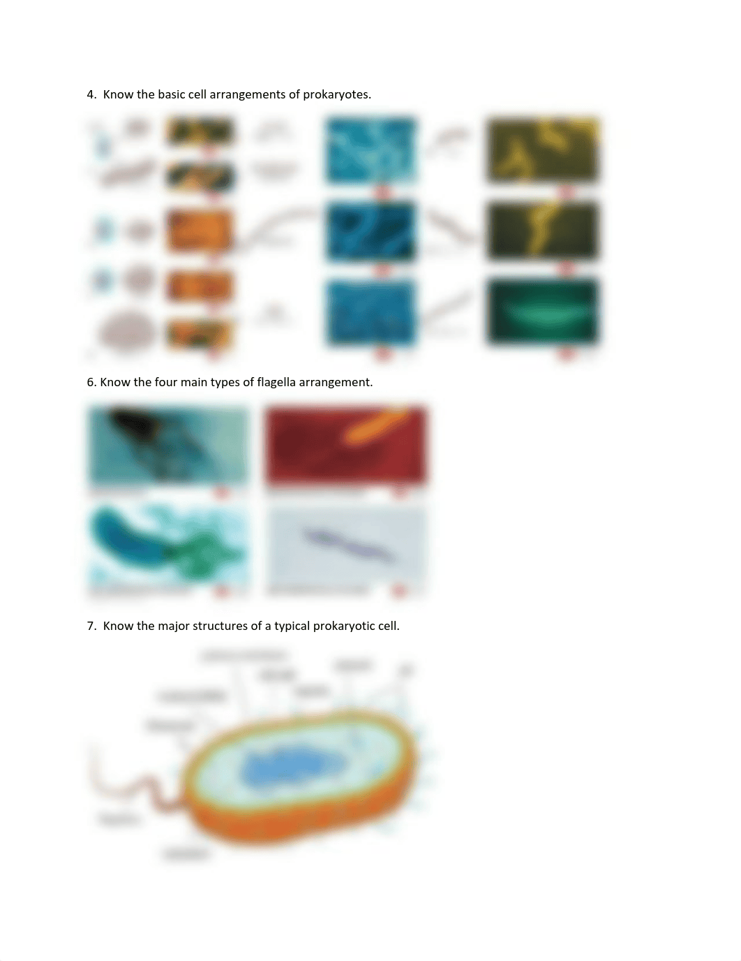 BIO_205_Lab_Practical_Study_Guide (1).pdf_dn17e9z0766_page2