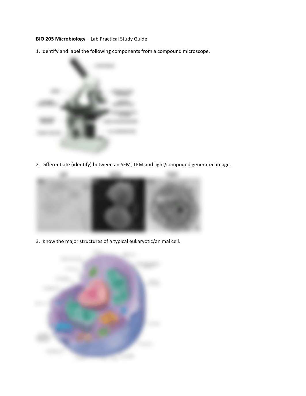 BIO_205_Lab_Practical_Study_Guide (1).pdf_dn17e9z0766_page1