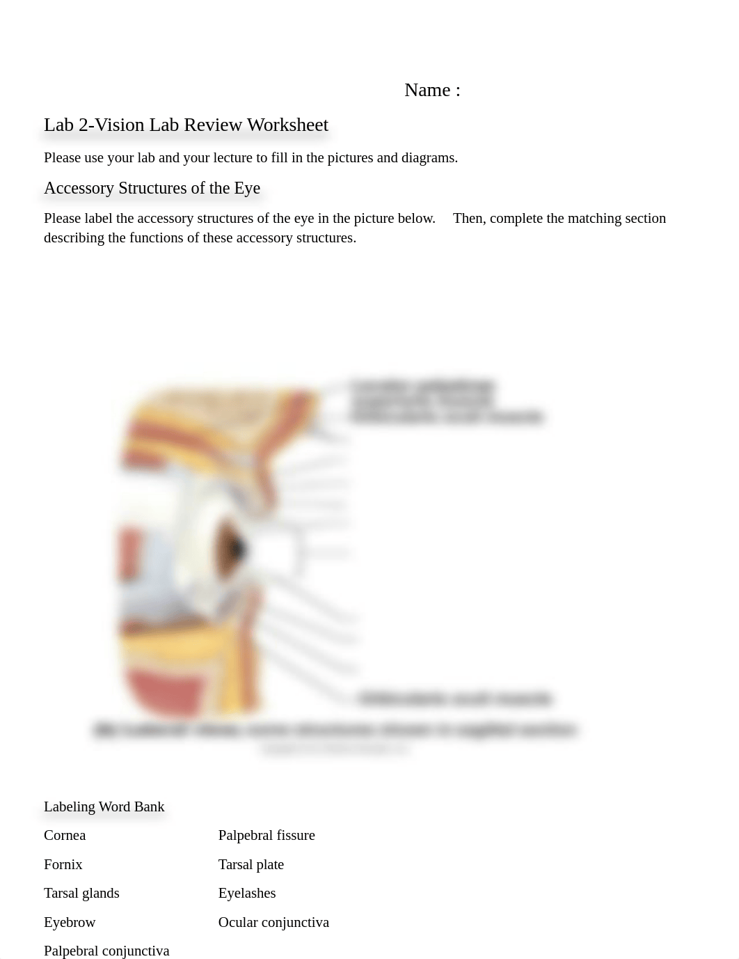 A & P II Lab 2-Vision Review Worksheet (1).docx_dn1rjozj2ox_page1