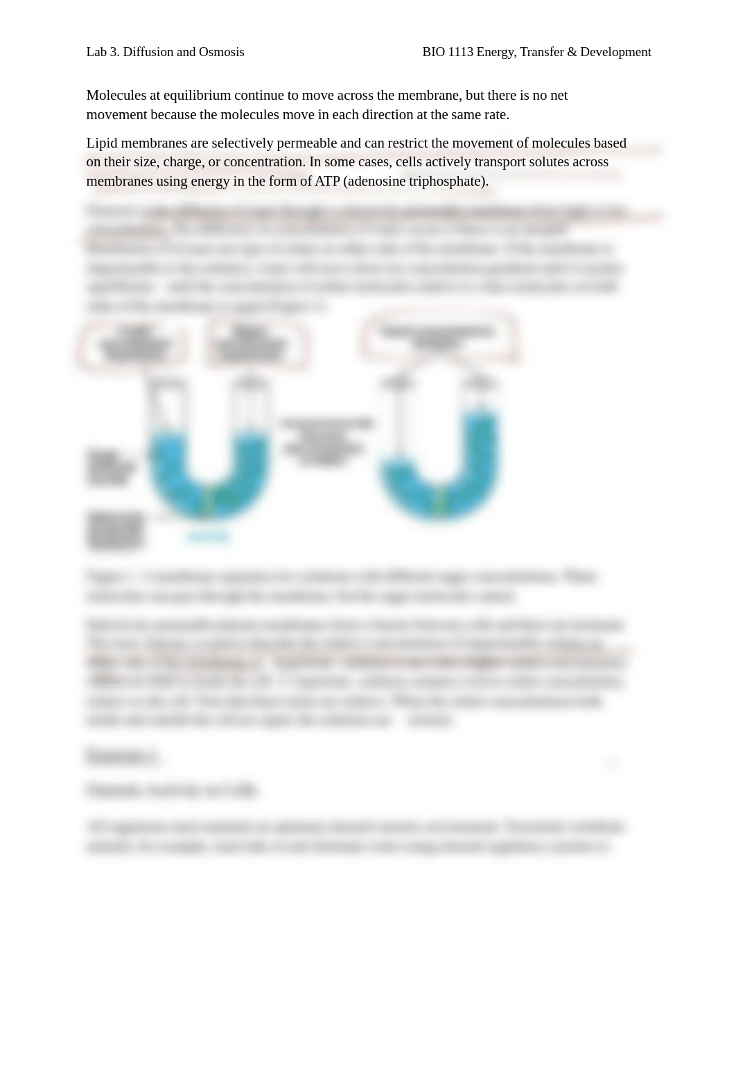 Lab+3+Osmosis+%26+diffusion+AU+20_final.pdf_dn1yl28yj8y_page2