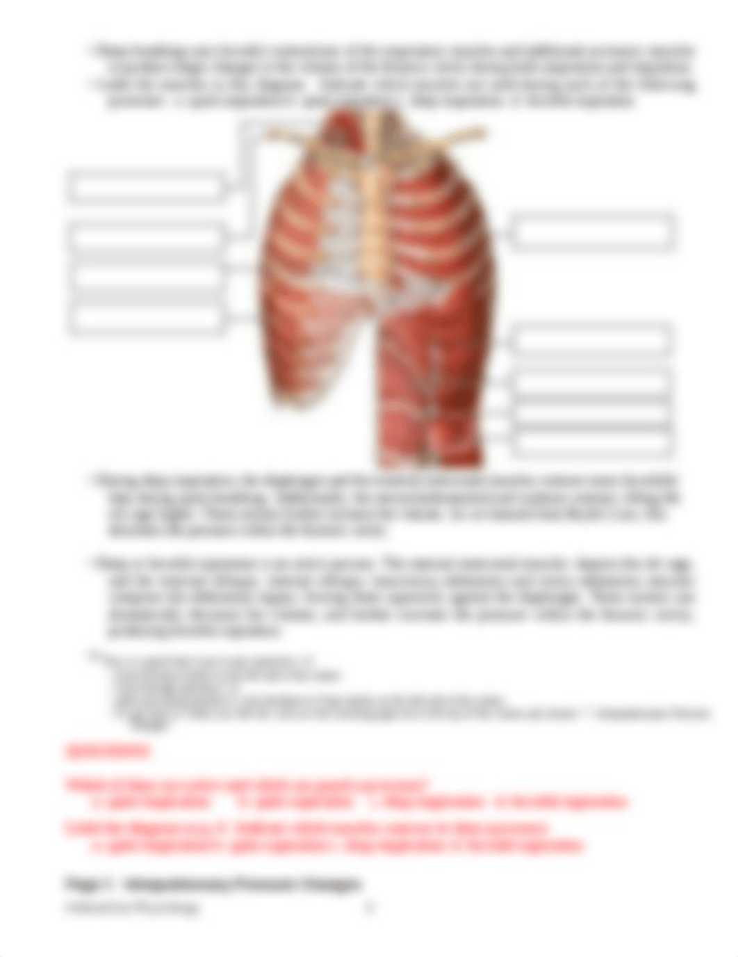 Pulmonary_Ventilationstudyguide.doc_dn2ltvd2wet_page3