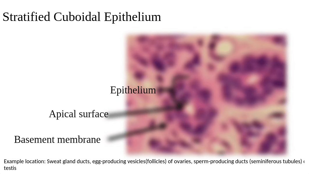 Epithelial.pptx_dn2xdrc7w2z_page5