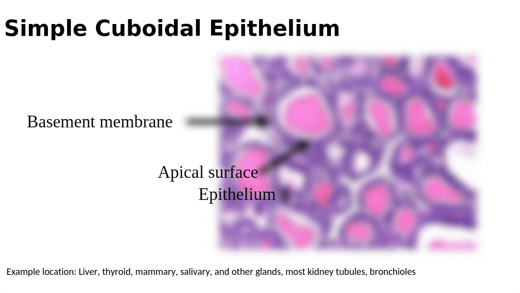 Epithelial.pptx_dn2xdrc7w2z_page3