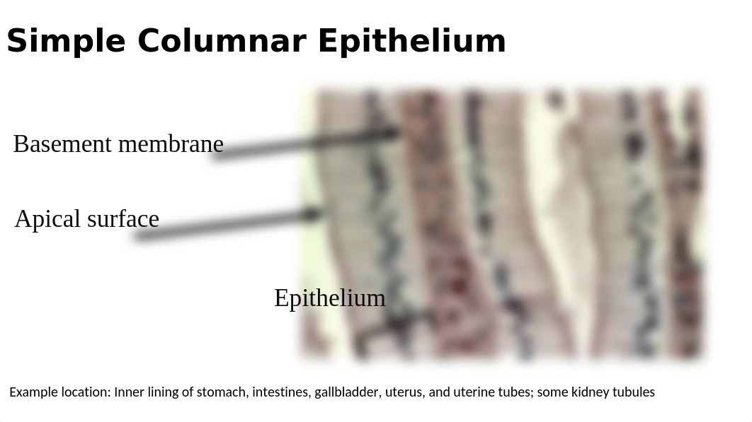 Epithelial.pptx_dn2xdrc7w2z_page4