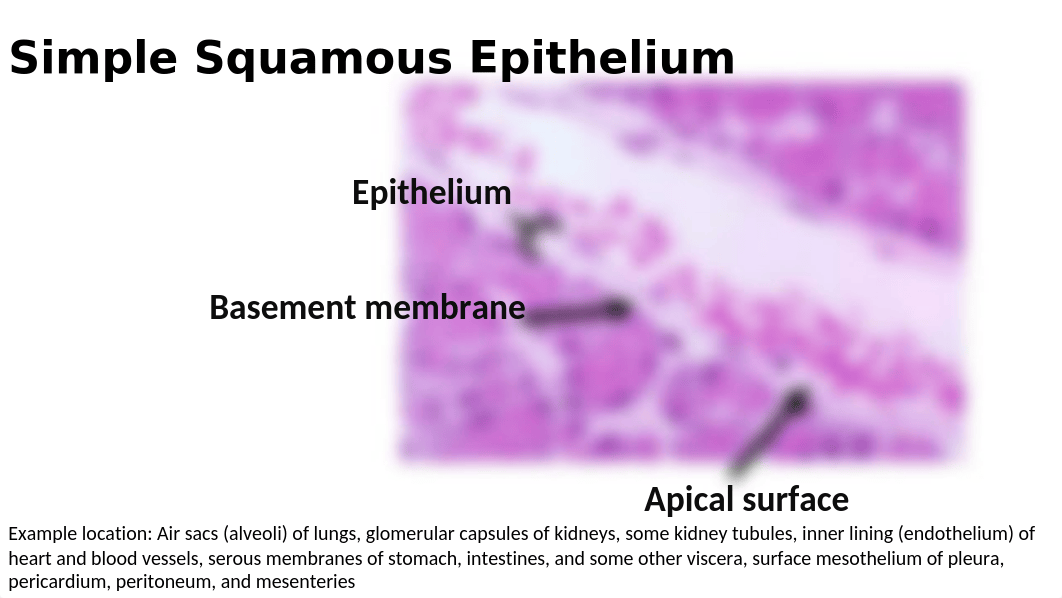 Epithelial.pptx_dn2xdrc7w2z_page1