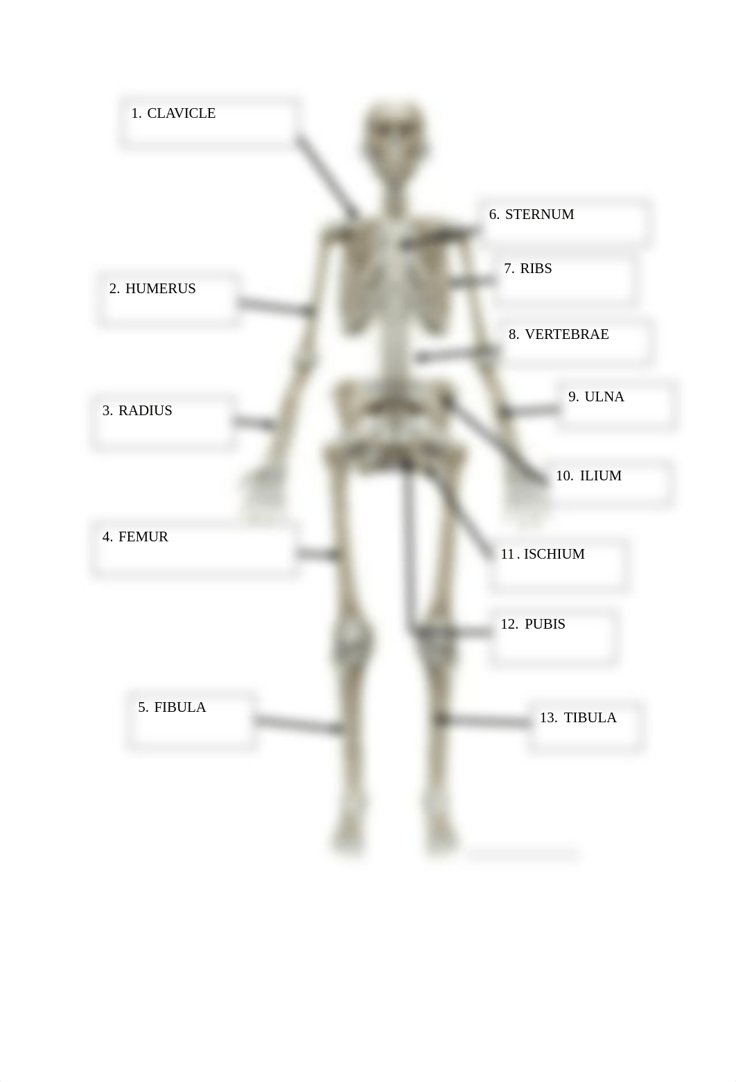 BIO 210 Lab 6 The Skeleton DUE oct17 (1).docx_dn3hgtce8go_page3