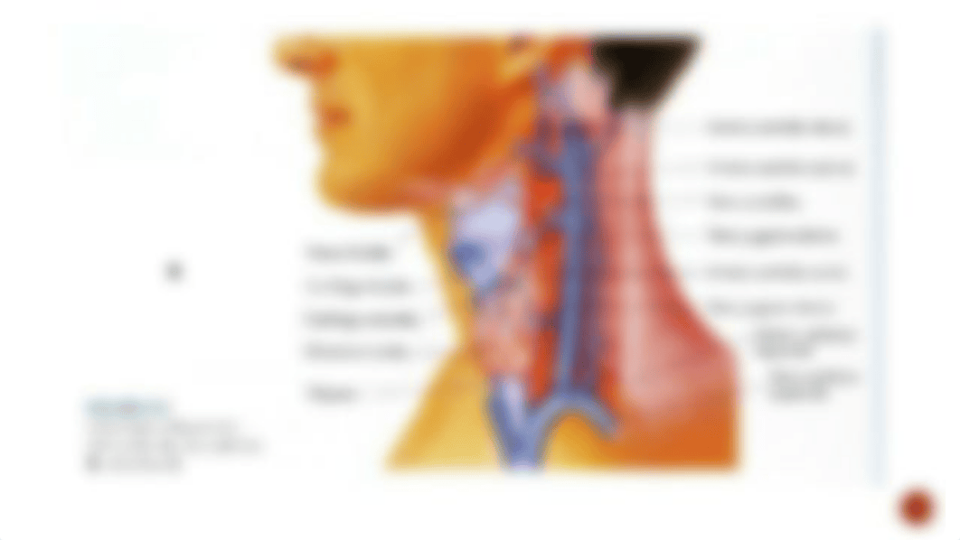 Rhaiza_de Jesus_ NURS5220_ tarea 2.2 ESTIMADO FISICO DEL CUELLO.pptx_dn5d2iihudg_page5