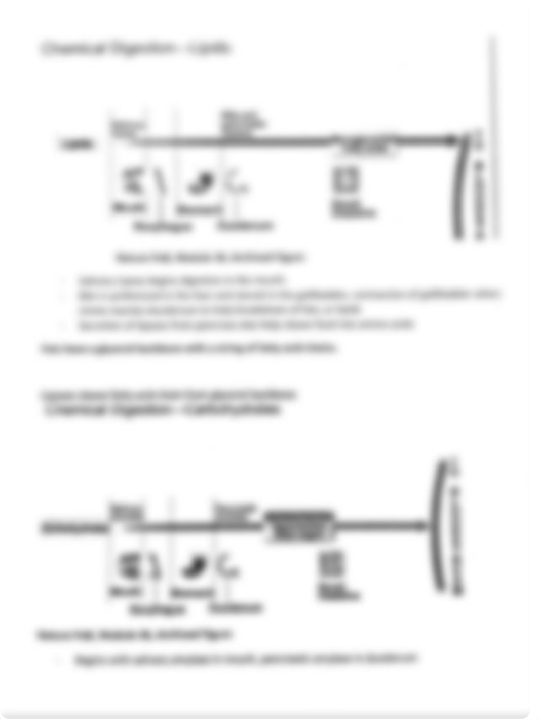 Digestion - Class Notes_dn5i0ijh4vw_page1