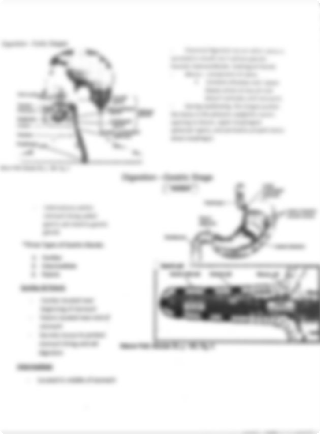 Digestion - Class Notes_dn5i0ijh4vw_page2