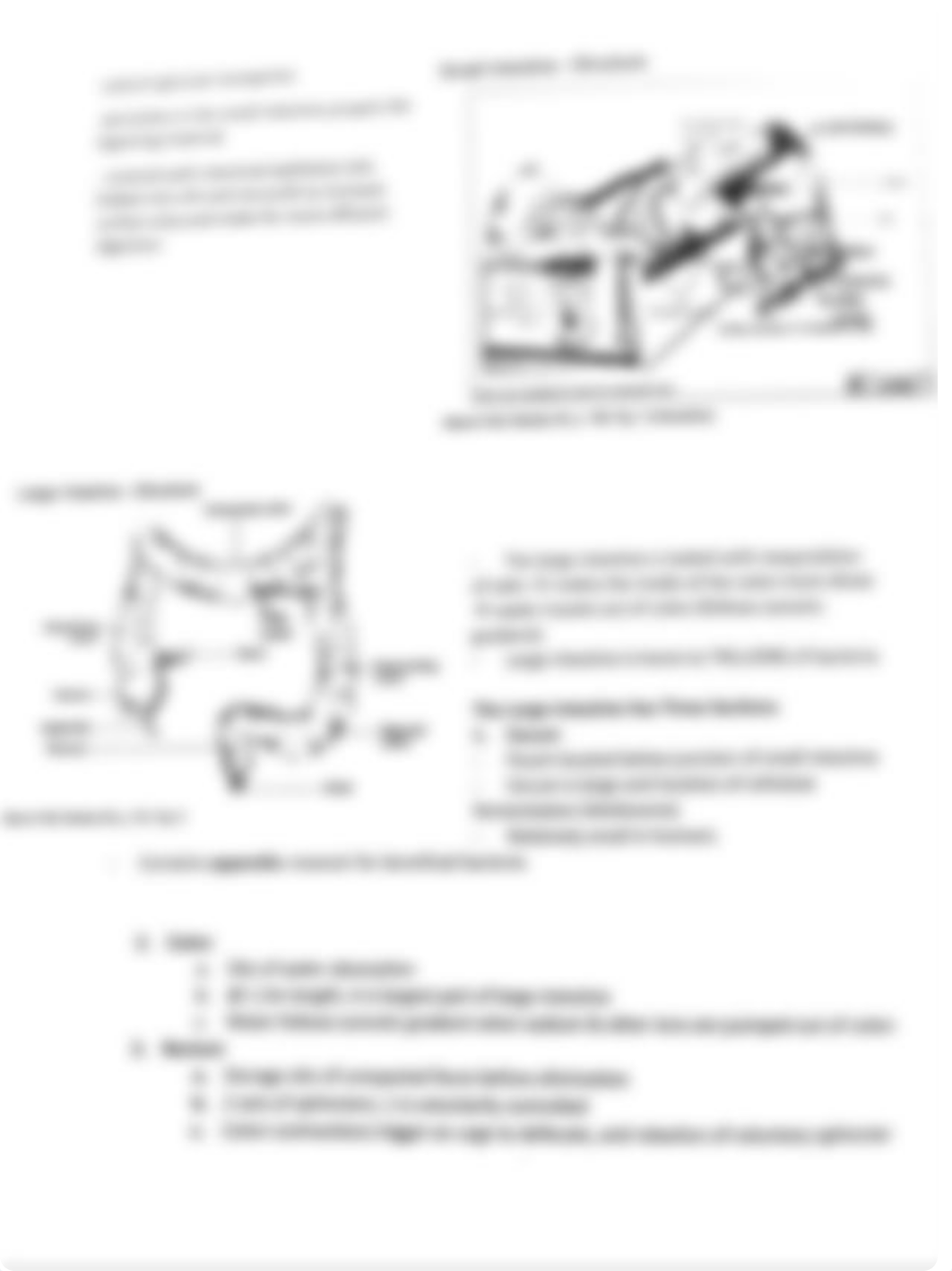 Digestion - Class Notes_dn5i0ijh4vw_page4