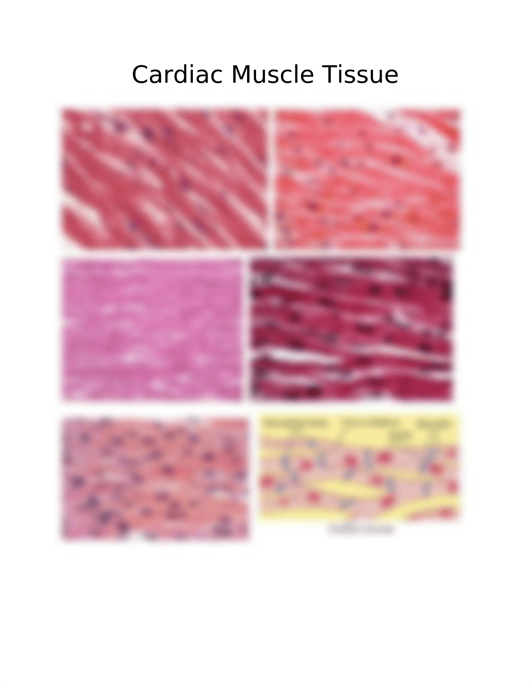 Cardiac Muscle Tissue_dn60j6dh4hh_page1