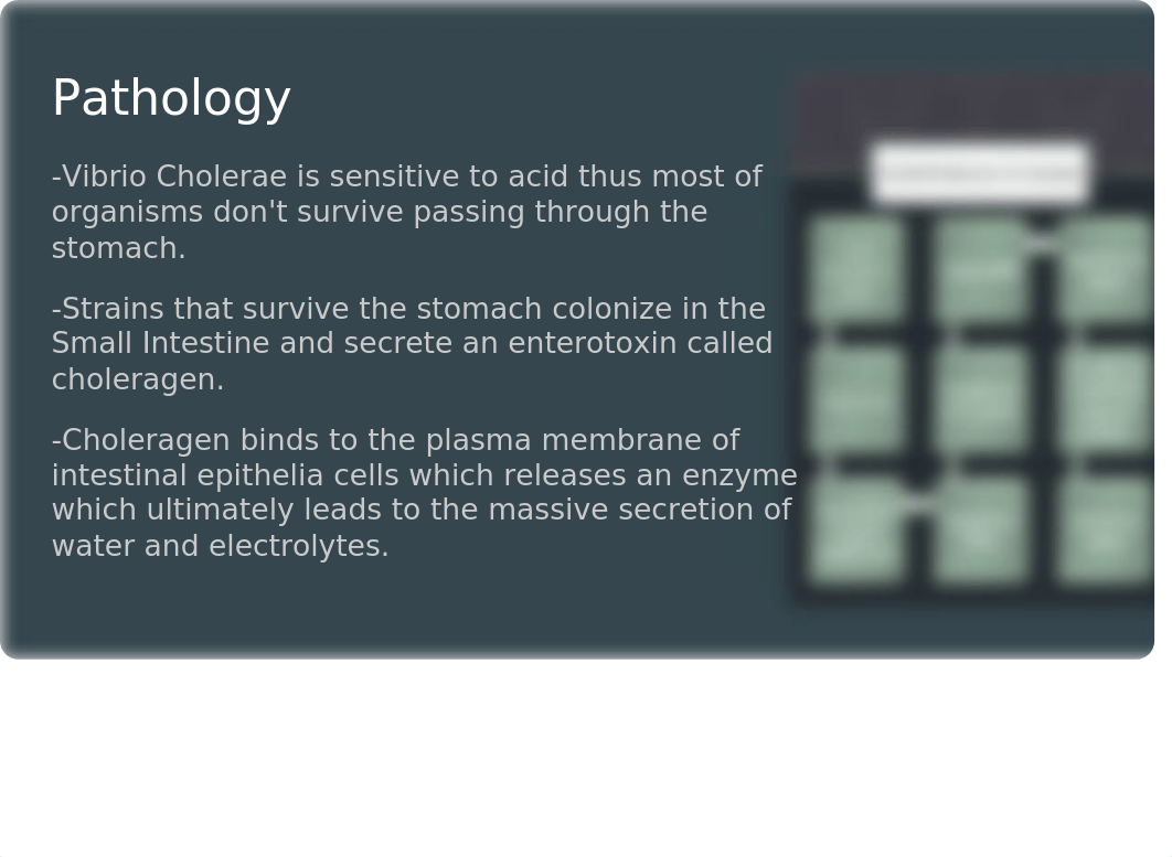 Cholera Presentation Microbiology_dn6fnbugxue_page5