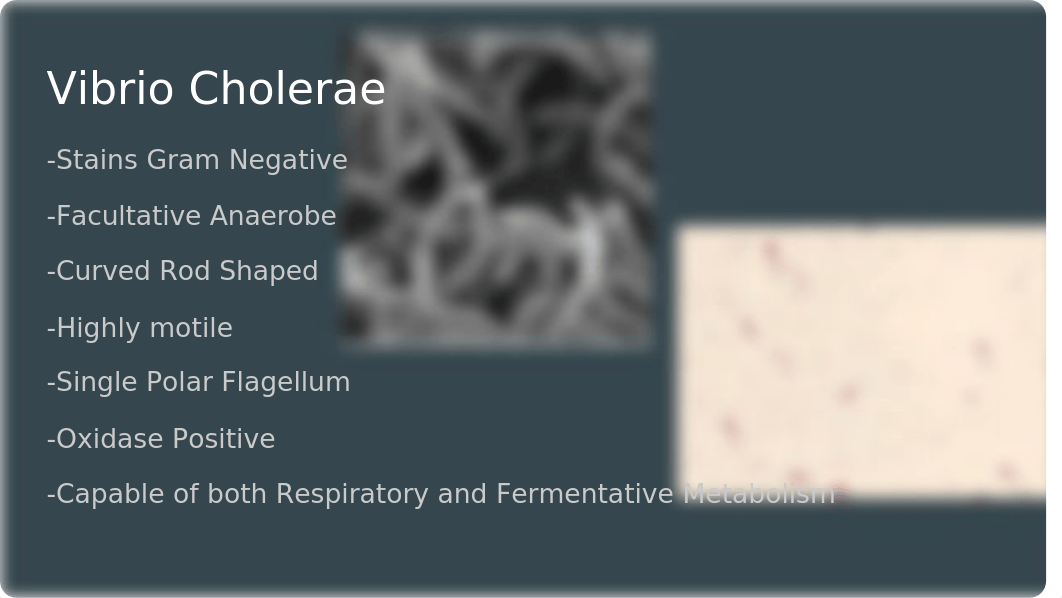 Cholera Presentation Microbiology_dn6fnbugxue_page2