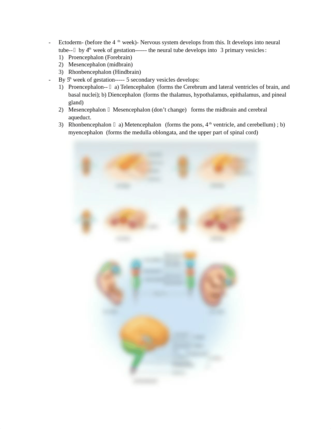 Chapter 14- Brain and Cranial Nerves_dn78p05dp7w_page3