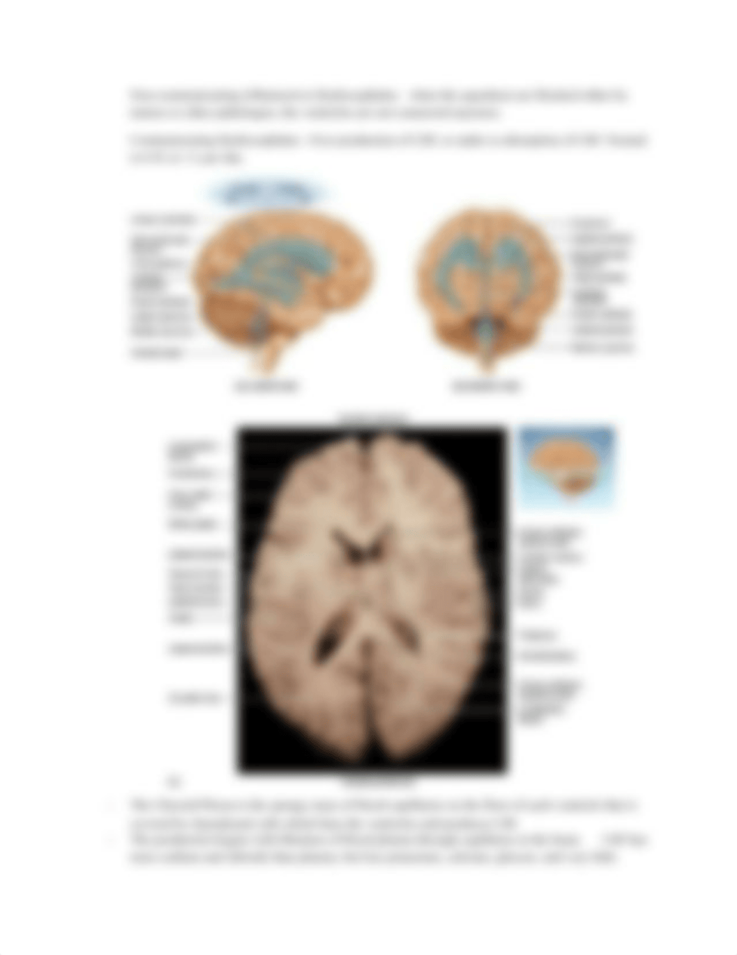 Chapter 14- Brain and Cranial Nerves_dn78p05dp7w_page5