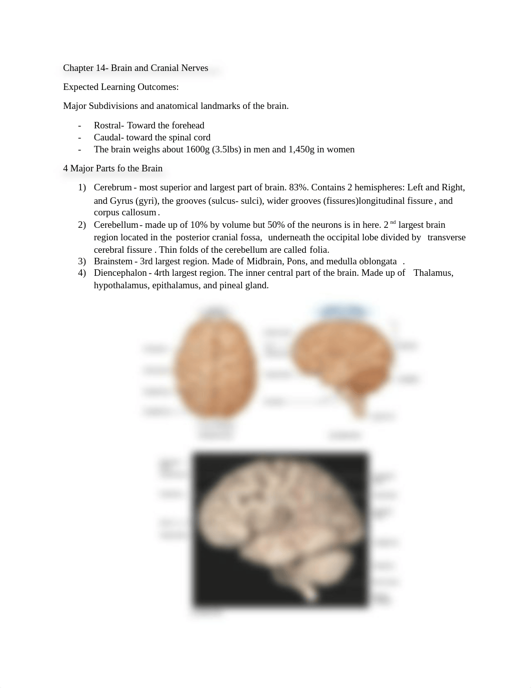 Chapter 14- Brain and Cranial Nerves_dn78p05dp7w_page1