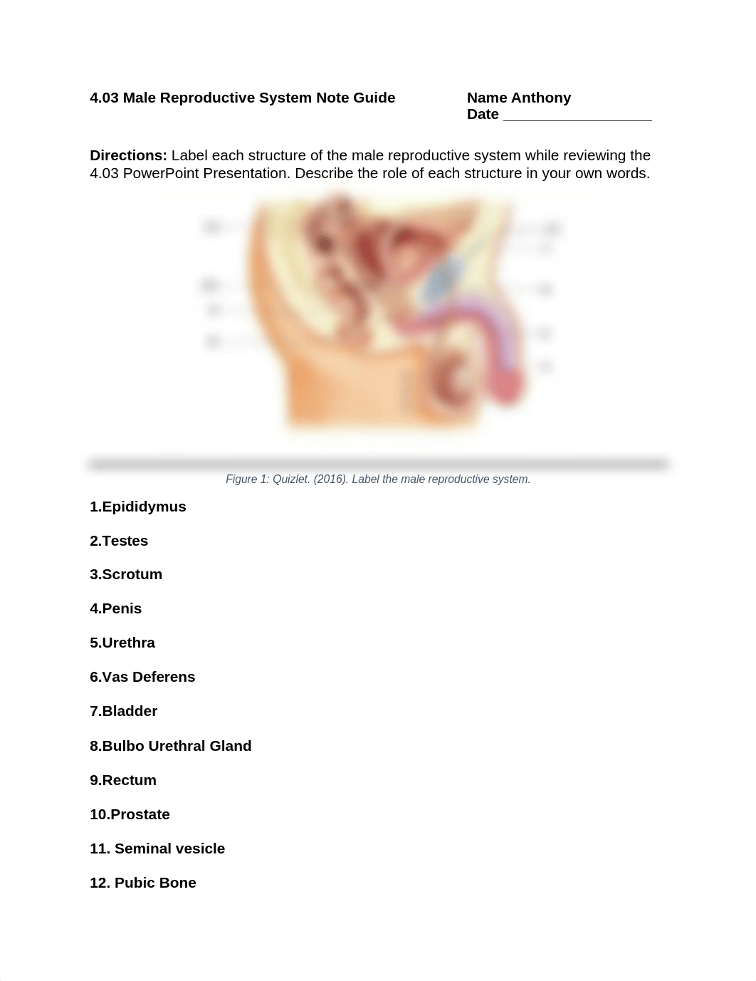 Copy of 4.03 Male Reproductive Diagram and Notes.docx_dn7aeoyzq2c_page1