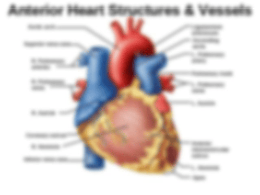 BIO1414 HEART, BP, BLOOD LAB ONLINE TUTORIAL - PROF. KASH.pptx_dn7cg4u5un1_page5