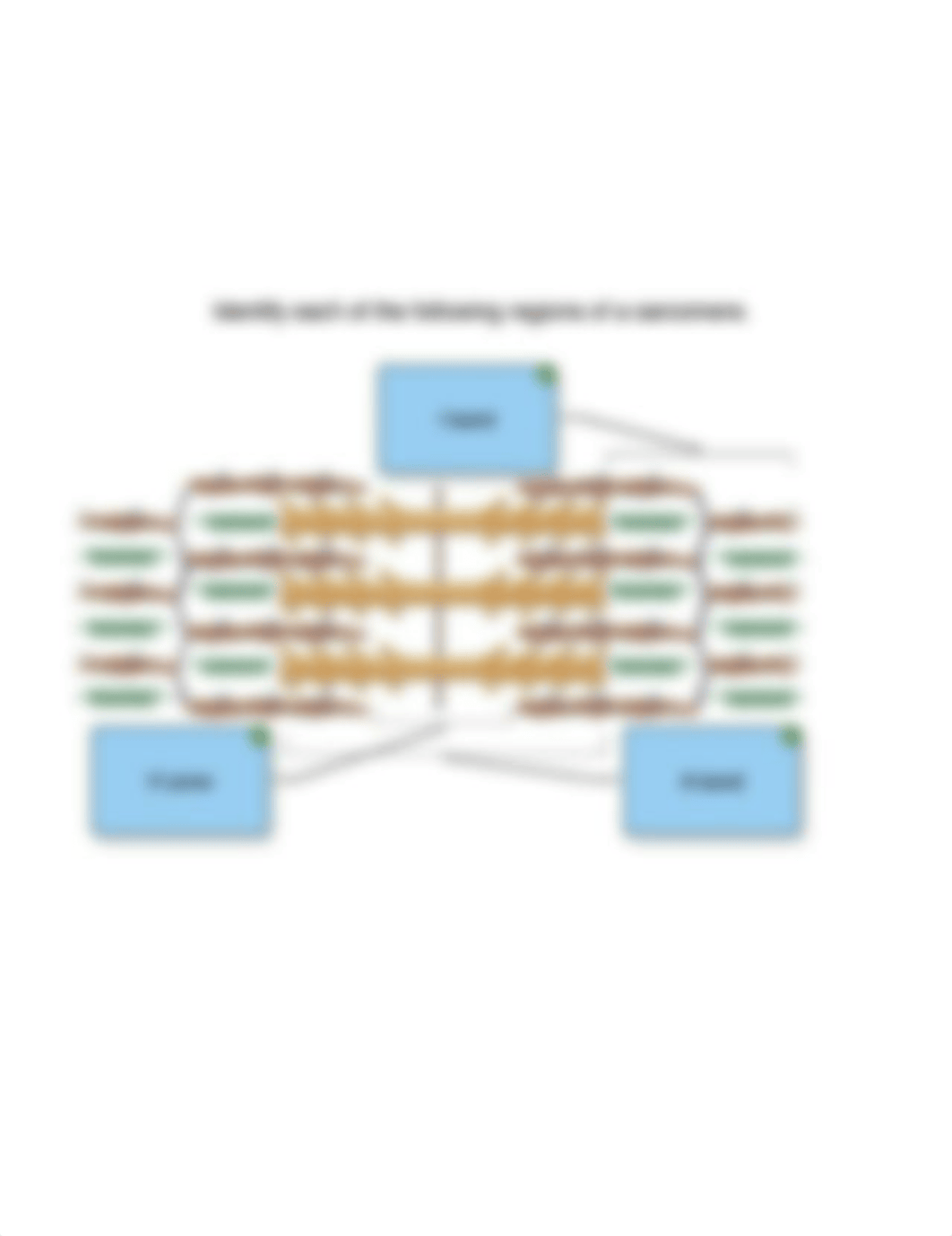 Regions of a sarcomere.png_dn7ig5h1ei0_page1