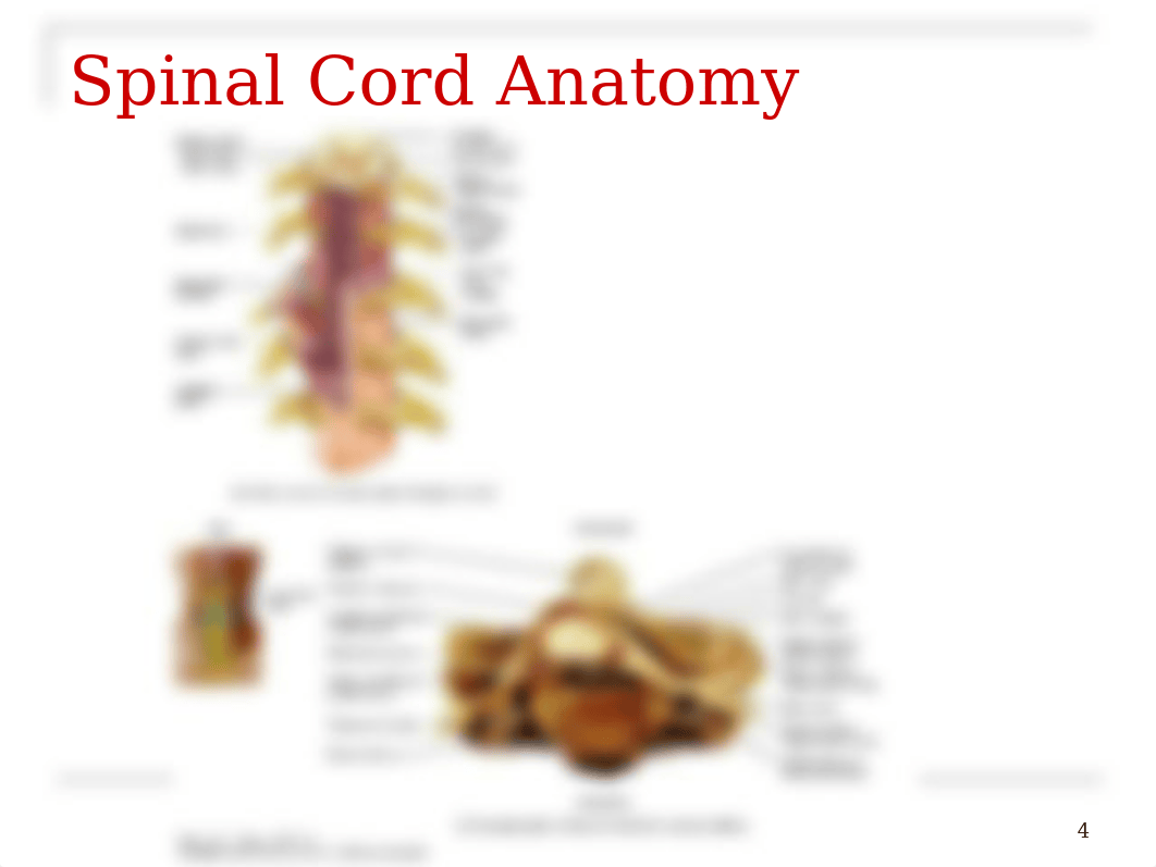 Spinal Cord & Spinal Nerves.ppt_dn800562mht_page4