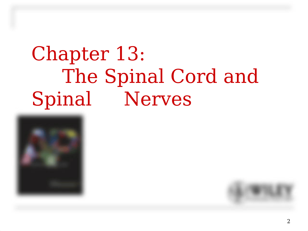 Spinal Cord & Spinal Nerves.ppt_dn800562mht_page2