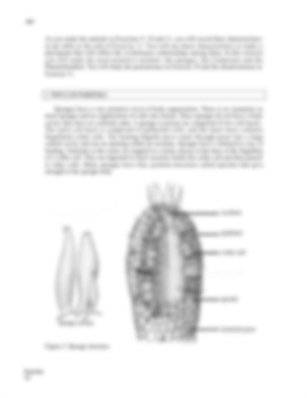 BI 102  Exercise 18 (cnidarians) modified from book Shama Gray LAB.docx_dn83z9r3orf_page3