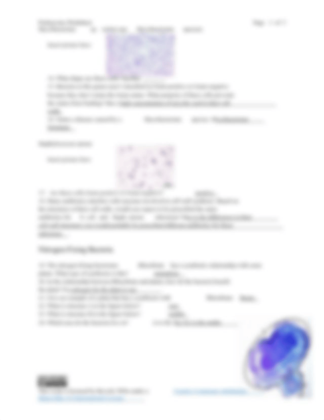 Prokaryotes Lab Worksheet.docx_dn8jwdgx197_page3