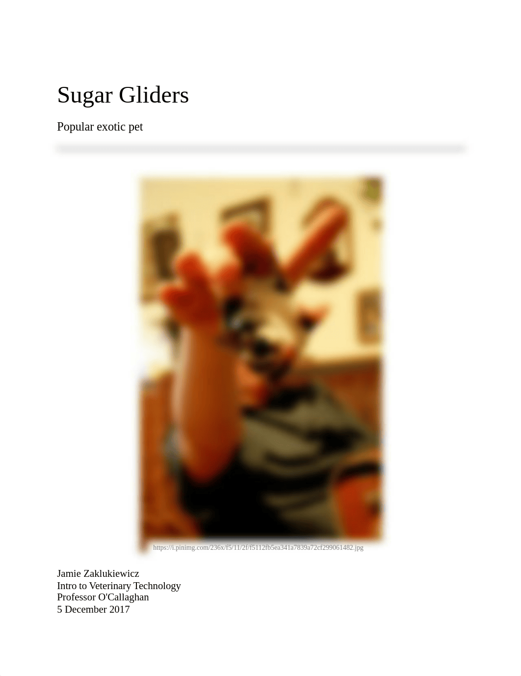 Sugar Gliders .docx_dn8uy46r3zw_page1