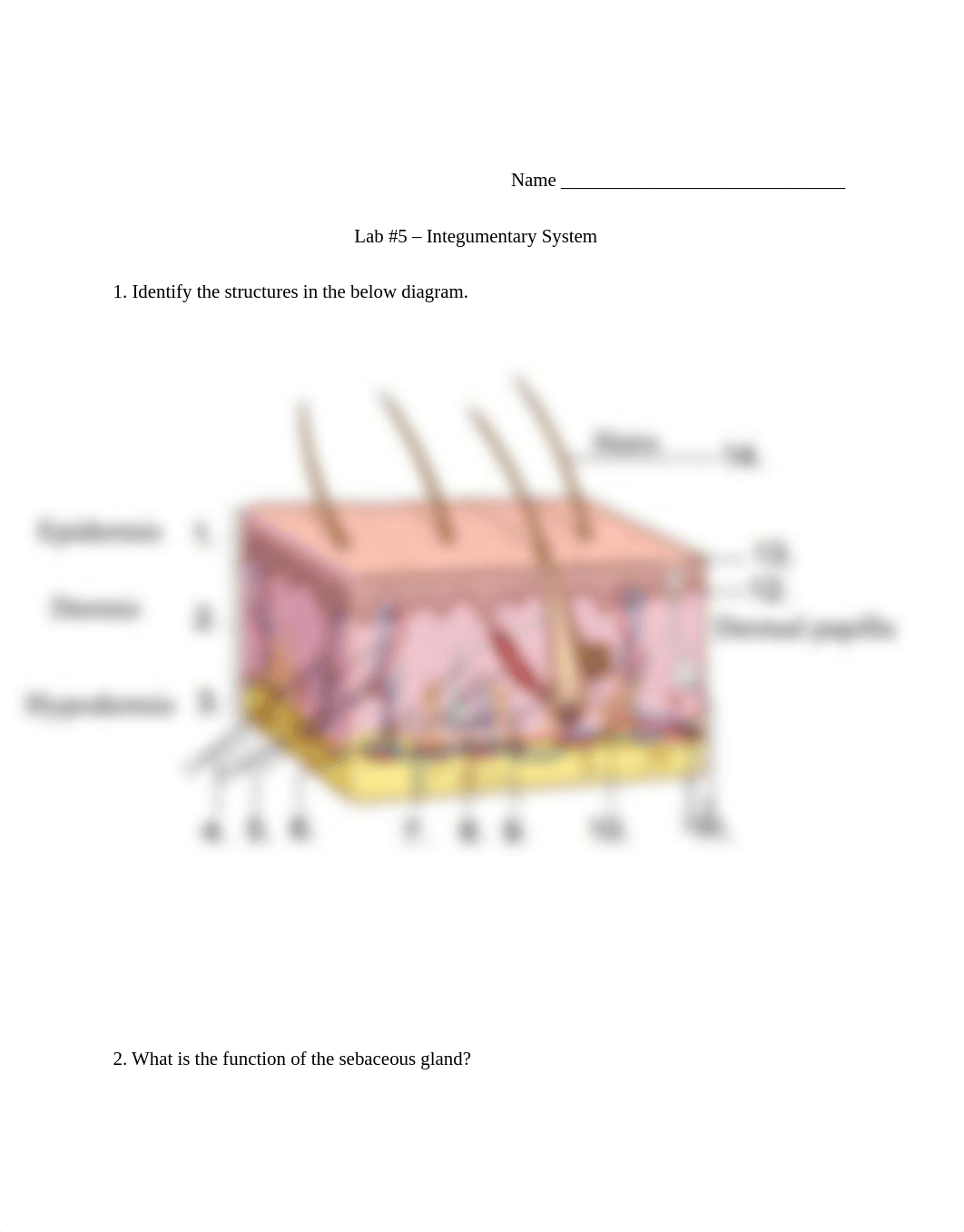 Lab 5 Lab Report Integumentary System.pdf_dn8vl49q3pe_page1