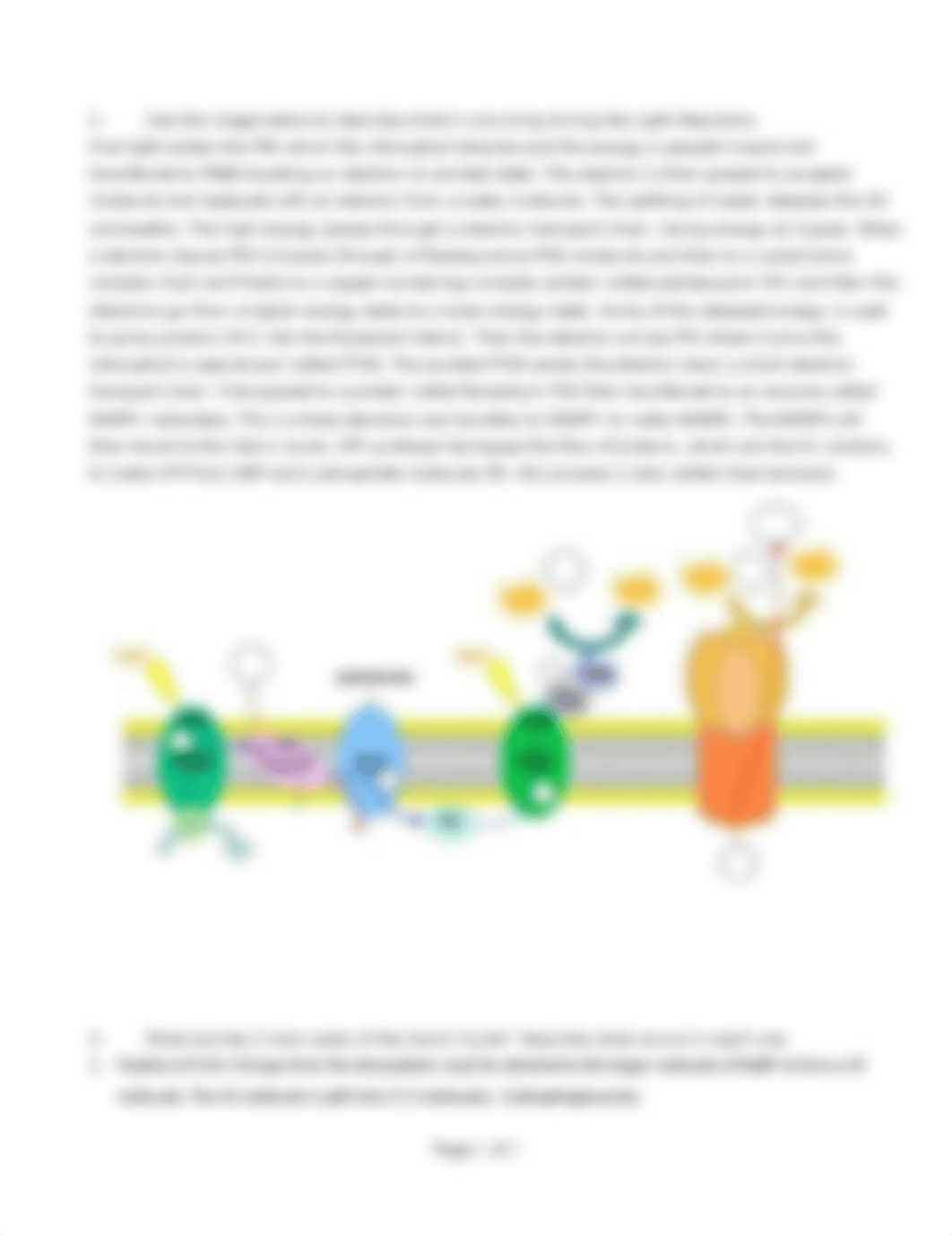 Bio 201 Homework 7 - Photosynthesis Marly Versendaal.odt_dn9019spib9_page2